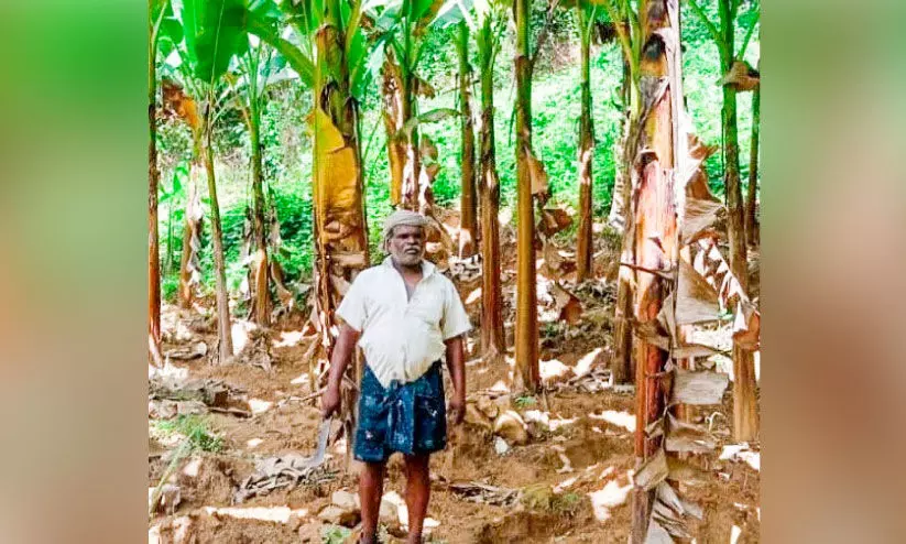 കൃഷി ചതിക്കില്ല; സന്തോഷ് പരീക്ഷണത്തിലാണ്