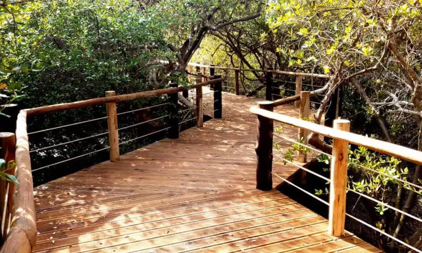 mangrove centre