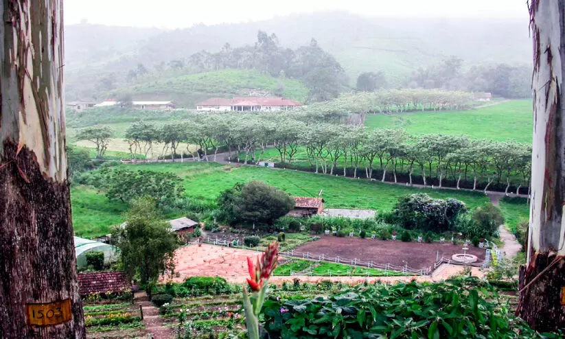 Mattupetti Cattle Research center