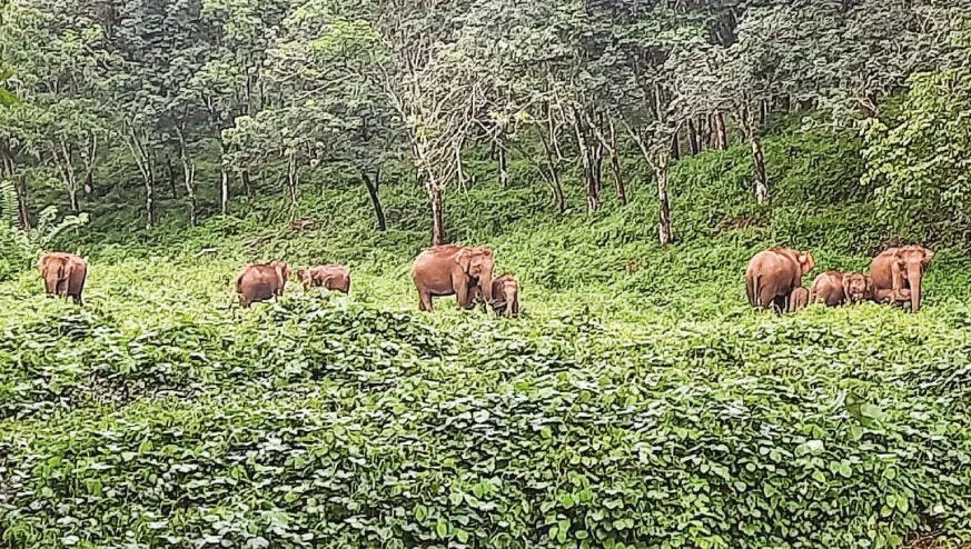 ആ​ന​ത്താ​ര​ക​ളി​ല്ല, ഭ​ക്ഷ​ണ​മി​ല്ല; ക​രി​വീ​ര​ന്മാ​ർക്ക് ക​ലി​പ്പി​ന് ഇ​നി​യെ​ന്തു വേ​ണം?