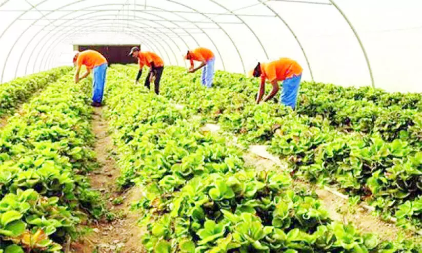 Qatar Agricultural Farms