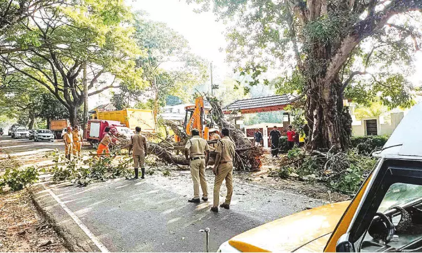 മ​ര​ക്കൊ​മ്പ് പൊ​ട്ടി​വീ​ണ് ഗ​താ​ഗ​ത ത​ട​സ്സം