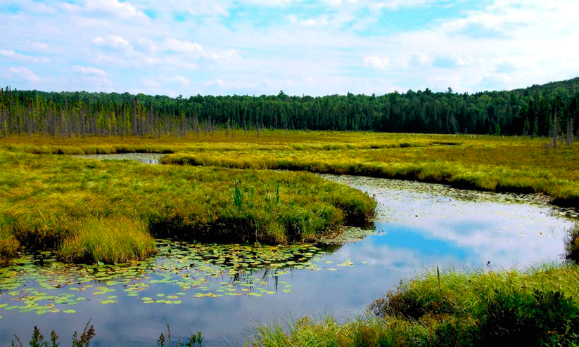 Wetland management