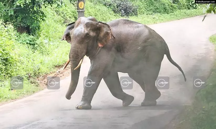 Wild Elephant in Kannur Ulikkal