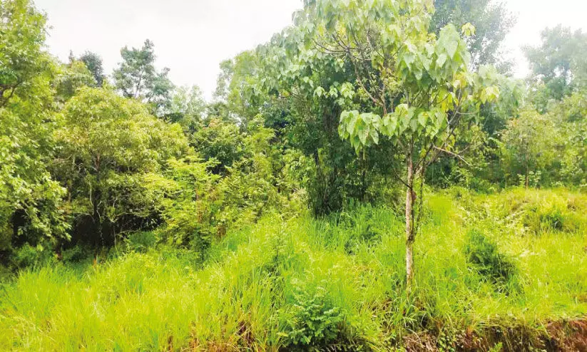 ചെ​ര​ണി​യി​ൽ ന​ഴ്‌​സി​ങ് കോ​ള​ജും സ്കൂ​ളും; കെ​ട്ടി​ട രൂ​പ​രേ​ഖ​ക്ക് അം​ഗീ​കാ​രം