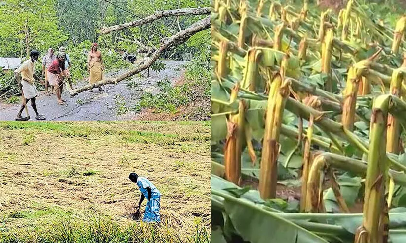 കൃഷി നാശനഷ്ടങ്ങള്‍ കൃഷി വകുപ്പിൻറെ ജില്ലാതല കണ്‍ട്രോൾ റൂമുകളിൽ റിപ്പോര്‍ട്ട് ചെയ്യാൻ നമ്പറുകൾ