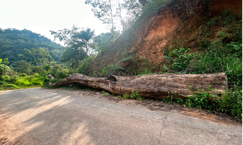 വഴിമുടക്കി  ഈട്ടിത്തടി വ​ർ​ഷ​ങ്ങ​ളാ​യി​ട്ടും നീ​ക്കം ചെ​യ്യുന്നില്ല