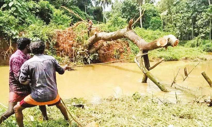 തോ​ട്ടി​ൽ ഒ​ഴു​ക്ക് ത​ട​സ്സ​പ്പെ​ടു​ത്തി കി​ട​ന്ന മ​രം മു​റി​ച്ചു​നീ​ക്കി