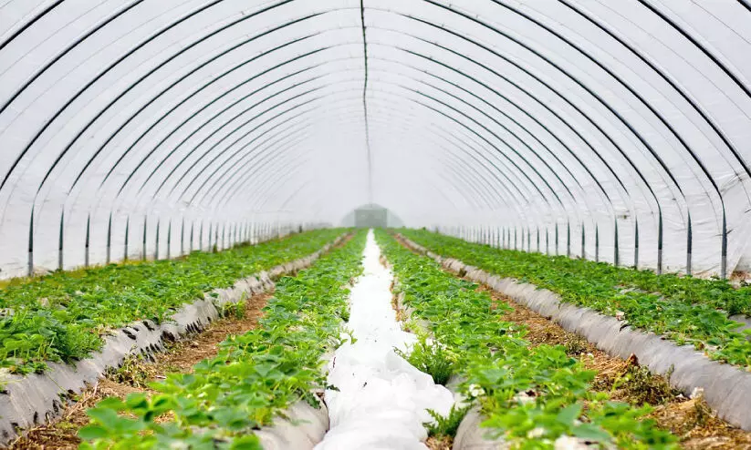 Drip irrigation agriculture in farms