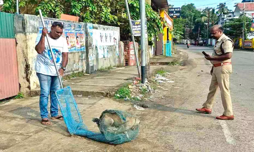 ഇടക്കൊച്ചിയിൽ ആറുപേർക്ക്​ തെരുവുനായുടെ കടിയേറ്റു