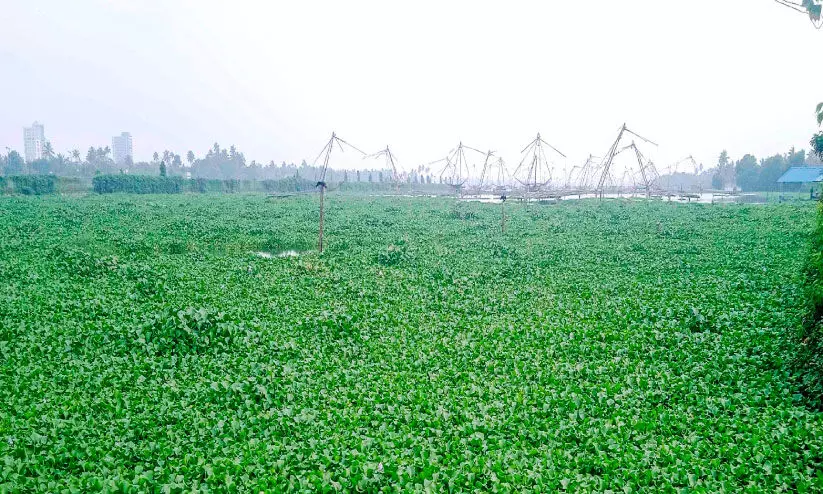 പായൽനിറഞ്ഞ് കായലുകൾ; തൊഴിലിടമില്ലാതെ മത്സ്യത്തൊഴിലാളികൾ