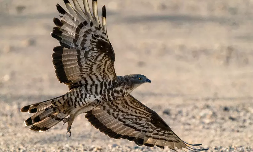 europian honey buzzard