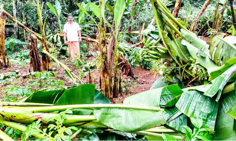 കനത്തമഴ; കോട്ടയം ജില്ലയിലെ വിവിധയിടങ്ങളിൽ വൻനാശനഷ്ടം