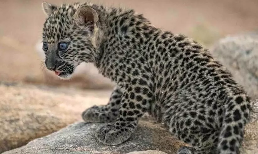 Arabian leopard