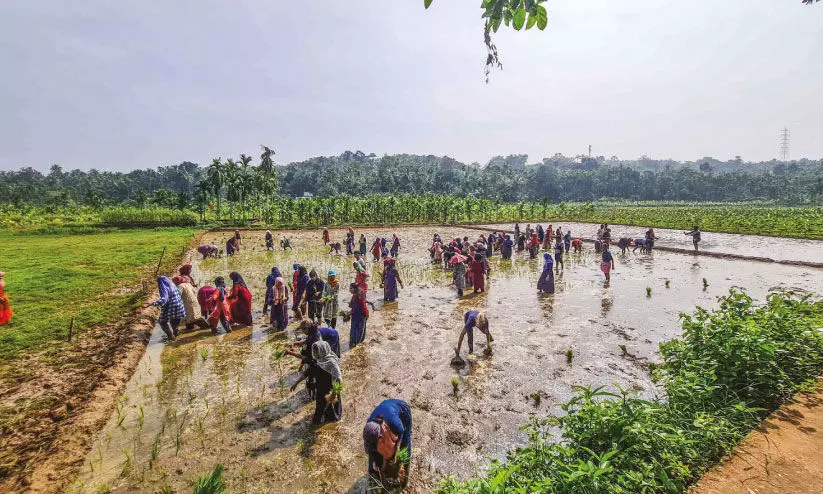 വി​ദ്യാ​ർ​ഥി​ക​ളു​ടെ ഞാ​റ് ന​ടീ​ൽ ഉ​ത്സ​വം ആ​വേ​ശ​മാ​യി