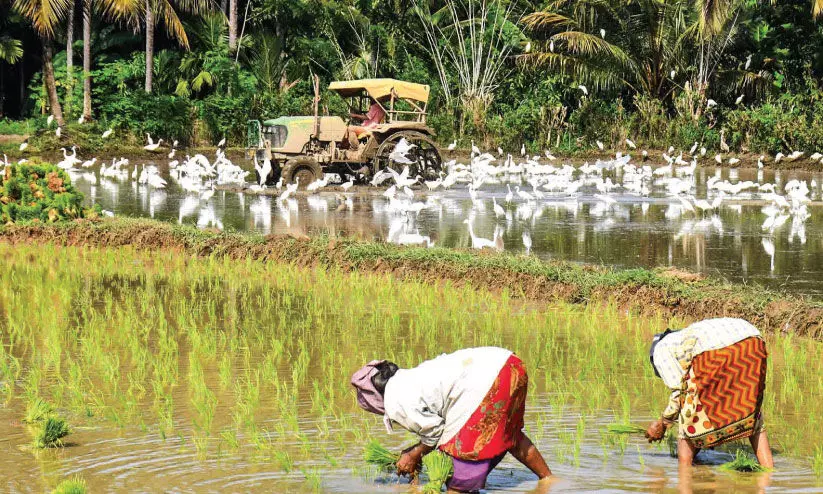 paddy field