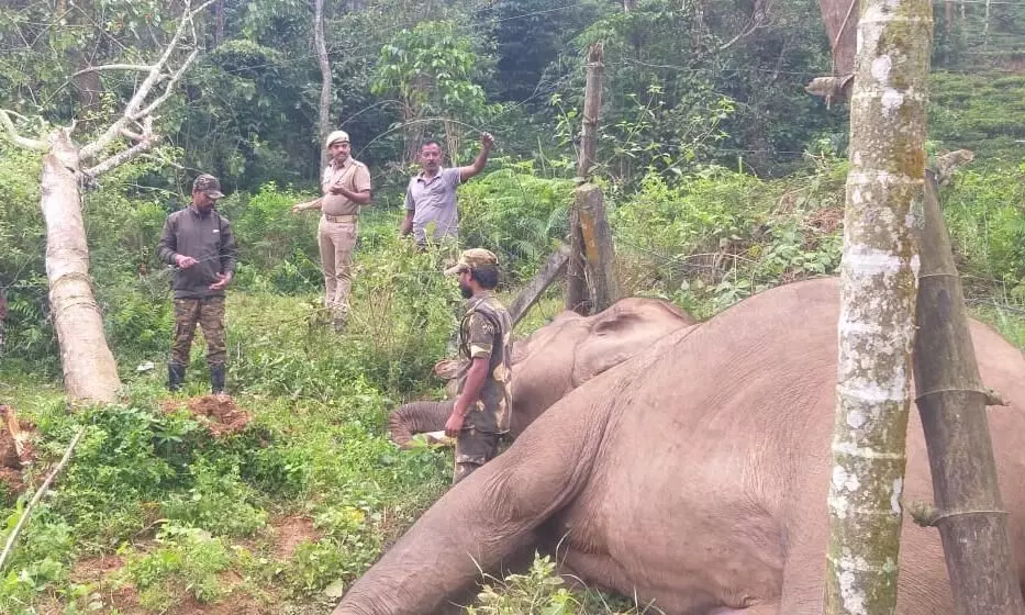 വൈദ്യുതി ലൈനിൽനിന്ന് ഷോക്കേറ്റ് കാട്ടാന ചെരിഞ്ഞു