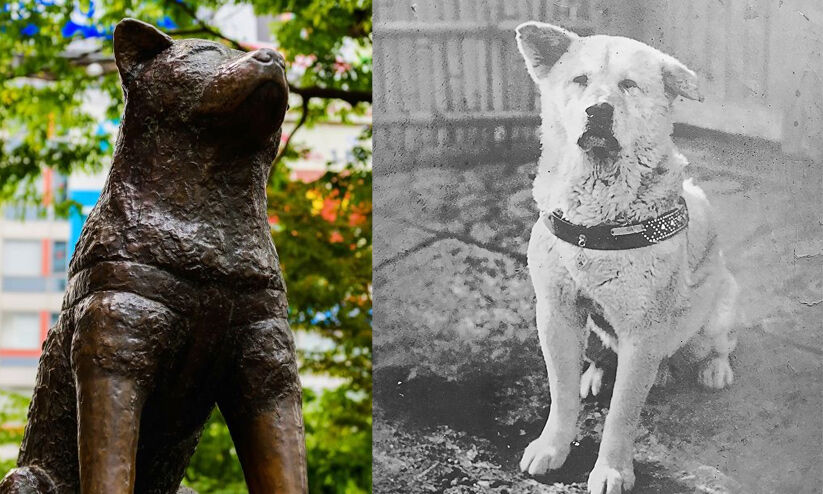 Hachiko  Circumcision of unwavering faith and timeless gratitude |  Madhyamam