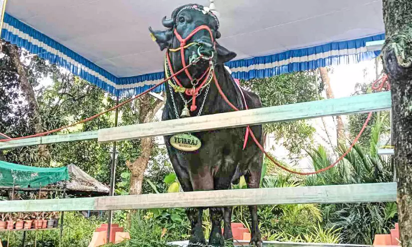 Nendur Yuvraj Agriculture Fair