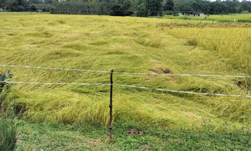 Paddy plants that have fallen in the rain