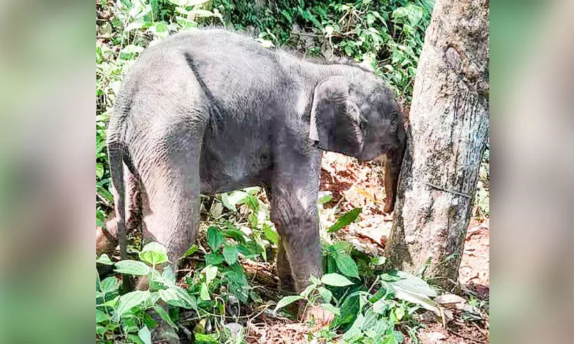 elephant cub