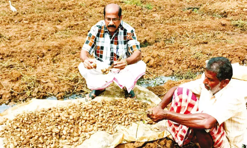 വിലയില്ല; കൂർക്ക കർഷകർക്ക് നിരാശ