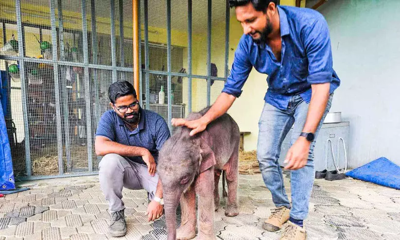 elephant cub