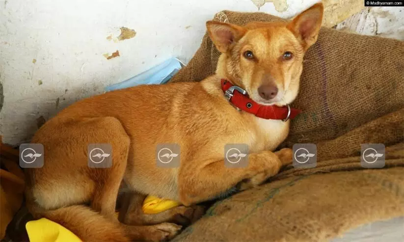 Sabarimala, Poopi Dog