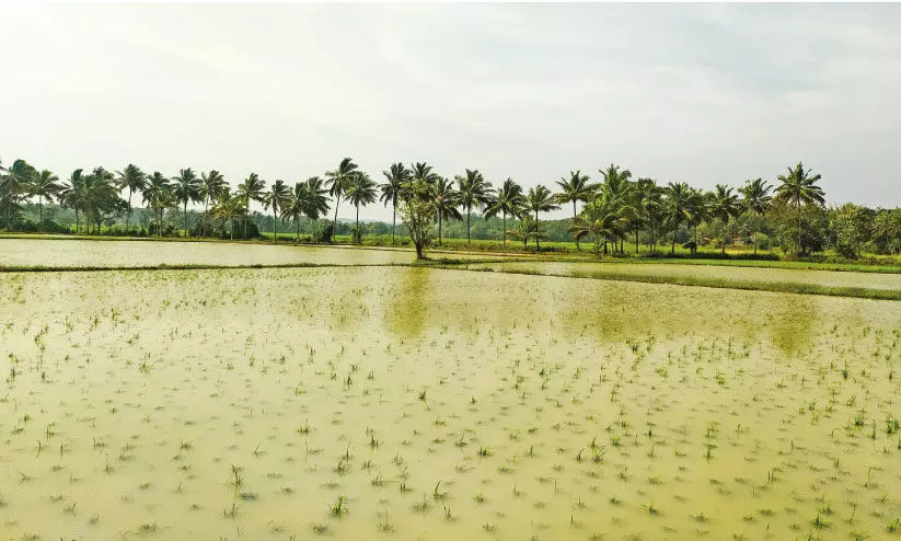 മഴ; മലമ്പുഴ ഡാം തുറക്കുന്നത് നീട്ടണമെന്ന്