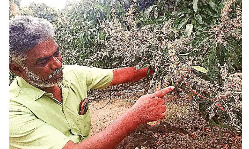 മാ​വ് ക​ർ​ഷ​ക​ർ​ക്കു​ള്ള പ​രി​ശീ​ല​നം: പ്ര​ചാ​ര​ണം സ​ജീ​വ​മാ​ക്ക​ണ​മെ​ന്ന് ക​ർ​ഷ​ക​ർ