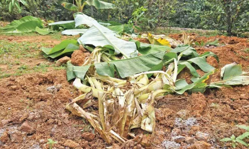 കാ​ട്ടു​പ​ന്നി​ക​ൾ നേ​ന്ത്ര​വാ​ഴ കൃ​ഷി ന​ശി​പ്പി​ച്ചു