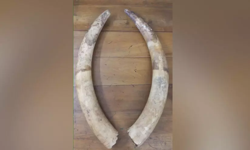 elephant tusk