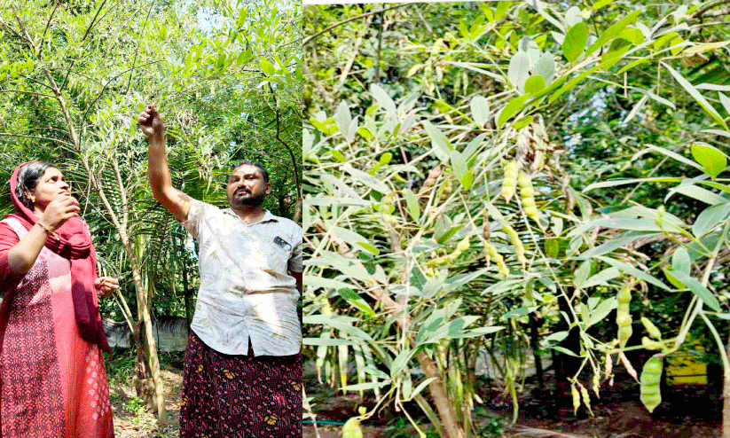 അ​തി​ശ​യം വേ​ണ്ട; തീ​ര​ദേ​ശ​മ​ണ്ണി​ലും തുവ​ര​പ​രി​പ്പ് വി​ള​യും