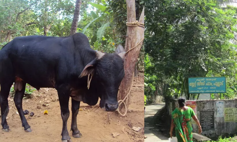 കാസർകോട് പുല്ലൂർ സ്റ്റേറ്റ് സീഡ് ഫാം: കഴിഞ്ഞ നാലു വർഷത്തെ നഷ്ടം നാലര കോടി