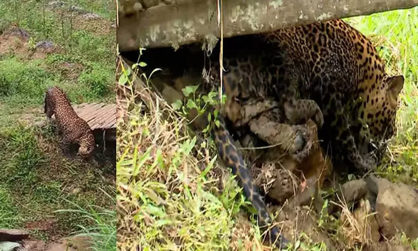 A Leopard was found in Wayanad nadavayalil