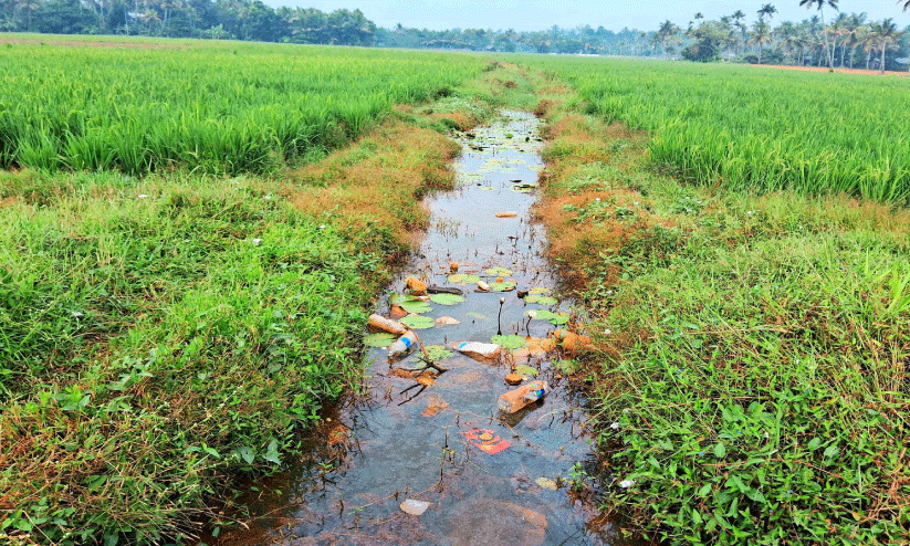 ജ​ല​സേ​ച​ന പ്ര​തി​സ​ന്ധി: പൊ​യ്യ​യി​ൽ നെ​ൽ​കൃ​ഷി കു​റ​യു​ന്നു