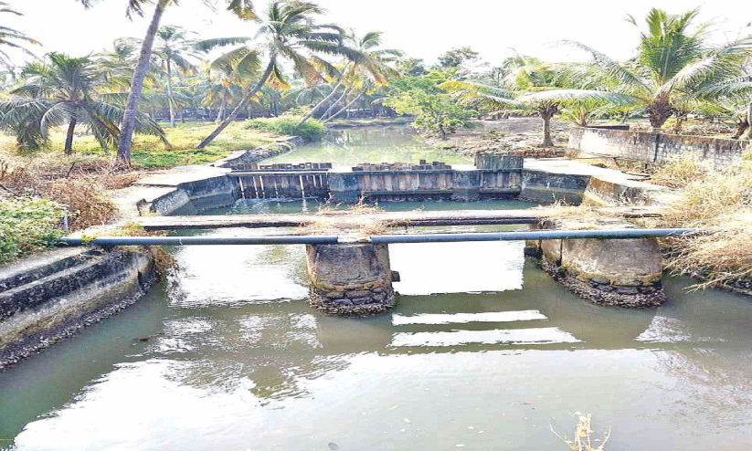 ബണ്ട് കെട്ടിയില്ല; ഉപ്പുവെള്ളം കയറി ശുദ്ധജലവും കൃഷിയും നശിക്കുന്നു