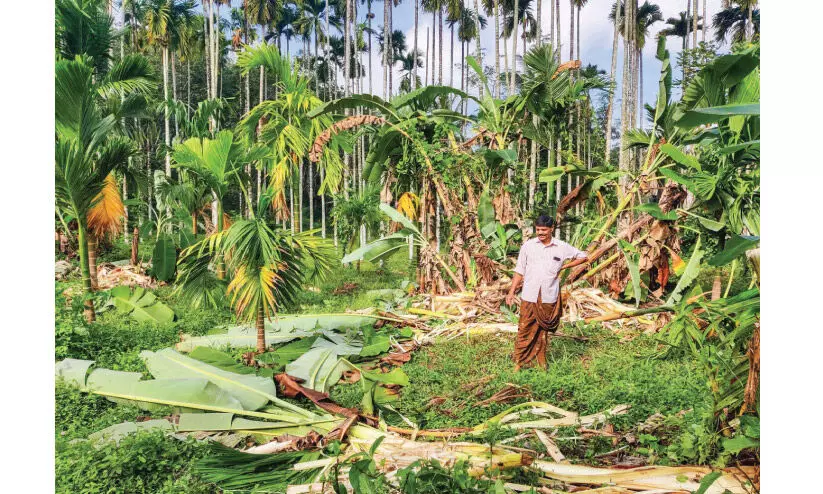 നേർച്ചപ്പാറയിൽ വീണ്ടും കാട്ടാനയുടെ വിളയാട്ടം