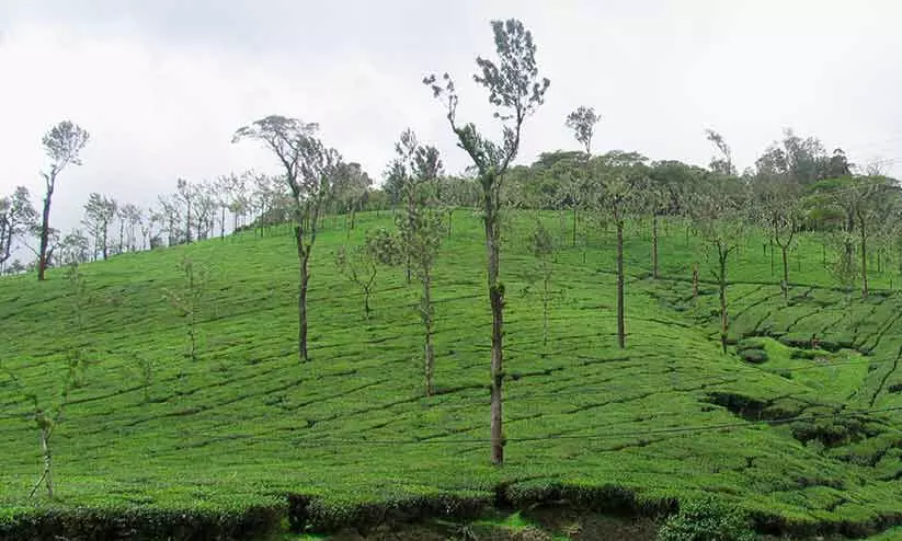 തോട്ടം ഭൂമിയിലെ പാട്ടം: നിയമം നടപ്പാക്കാത്തതിനാൽ സംസ്ഥാന ഖജനാവിന് നഷ്ടമായത് ആയിരക്കണക്കിന് കോടി രൂപ