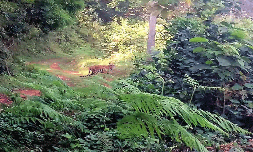 മ​ക്കി​മ​ല​യി​ലും ക​ടു​വ സാ​ന്നി​ധ്യം