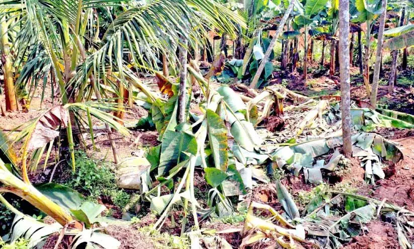 ത​ണ്ണീ​ർക്കൊ​മ്പ​ൻ ന​ശി​പ്പി​ച്ച വാ​ഴ​ത്തോ​ട്ട​ങ്ങ​ളി​ലൊ​ന്ന്