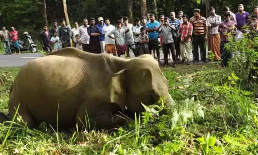 മനുഷ്യ - വന്യജീവി സംഘർഷം: ബജറ്റ് വയനാടിനോടുള്ള വഞ്ചനയെന്ന് പ്രകൃതി സംരക്ഷണ സമിതി