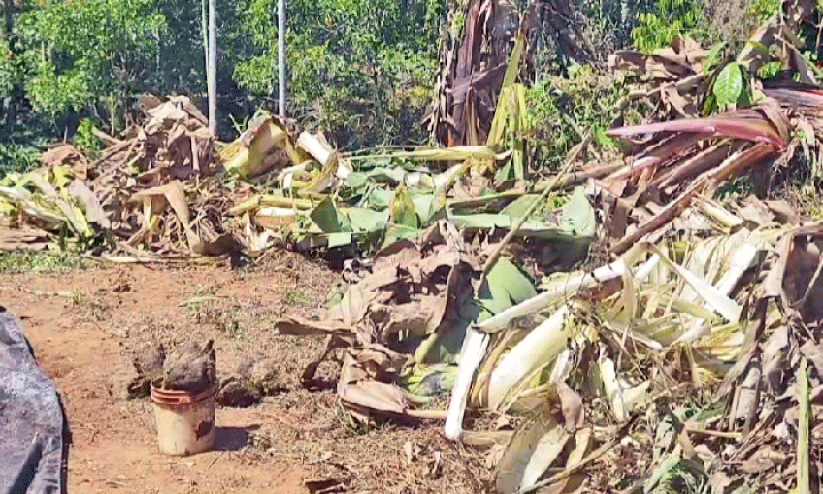 ന​സ്രാ​ണി​ക്കാ​ട്ടി​ൽ സ്ഥി​ര​താ​മ​സ​മാ​ക്കി കാ​ട്ടാ​ന​ക​ൾ