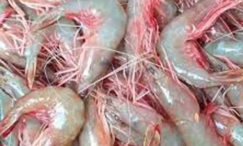 prawns