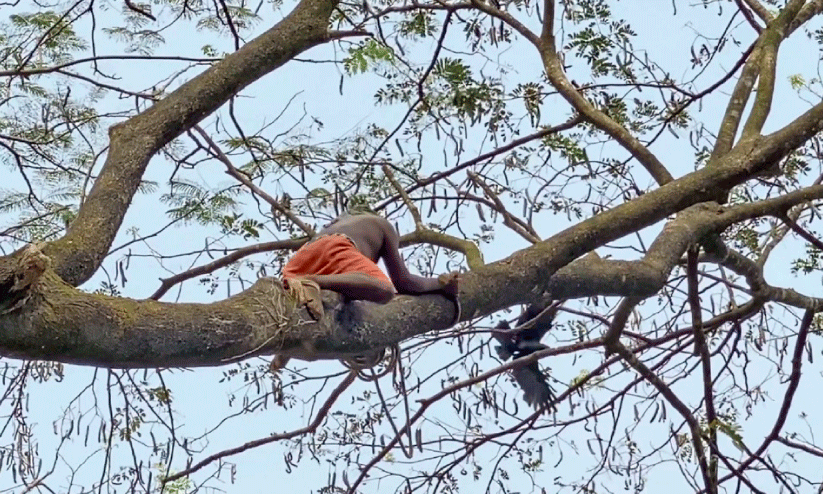 മരത്തിൽ കുടുങ്ങിയ കാക്കയെ സുകുമാരൻ രക്ഷപ്പെടുത്തുന്നു