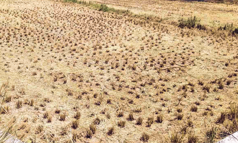 paddy field