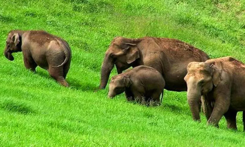 wild elephant in munnar