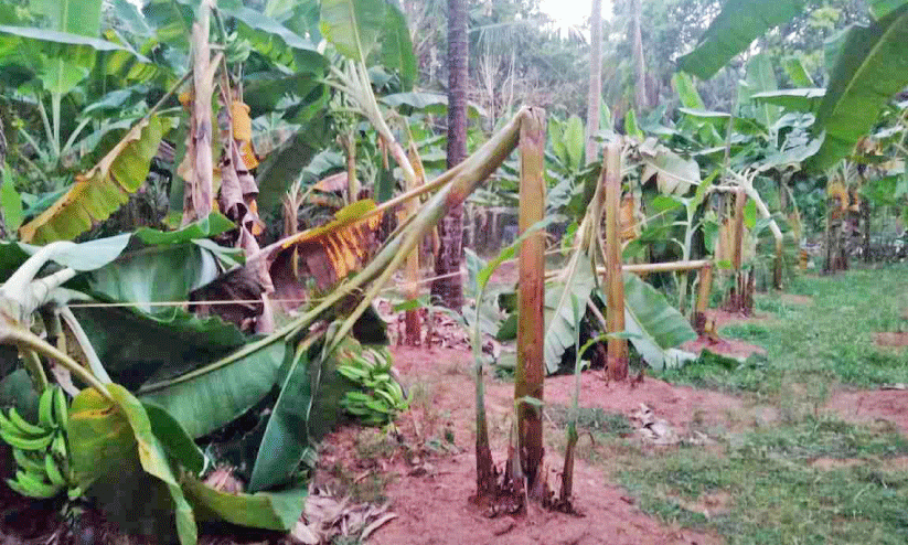 Farmers banana crop destroyed in Mantrathur