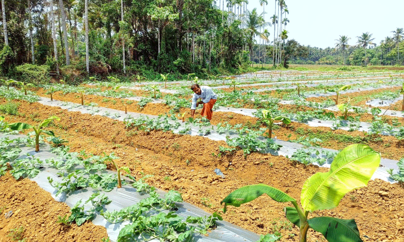 വേനലിൽ കുളിരായി തണ്ണിമത്തൻ