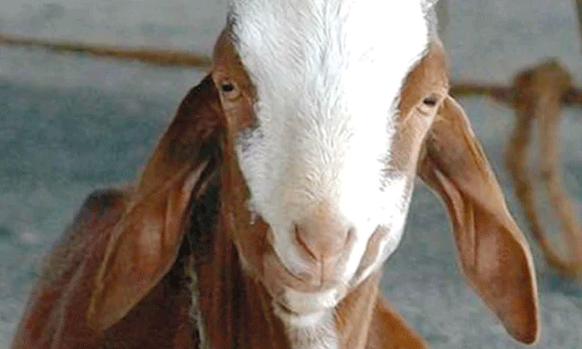 goat disease